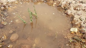 آبیاری بذرها و نهال های کاشته شده در دانشگاه فسا